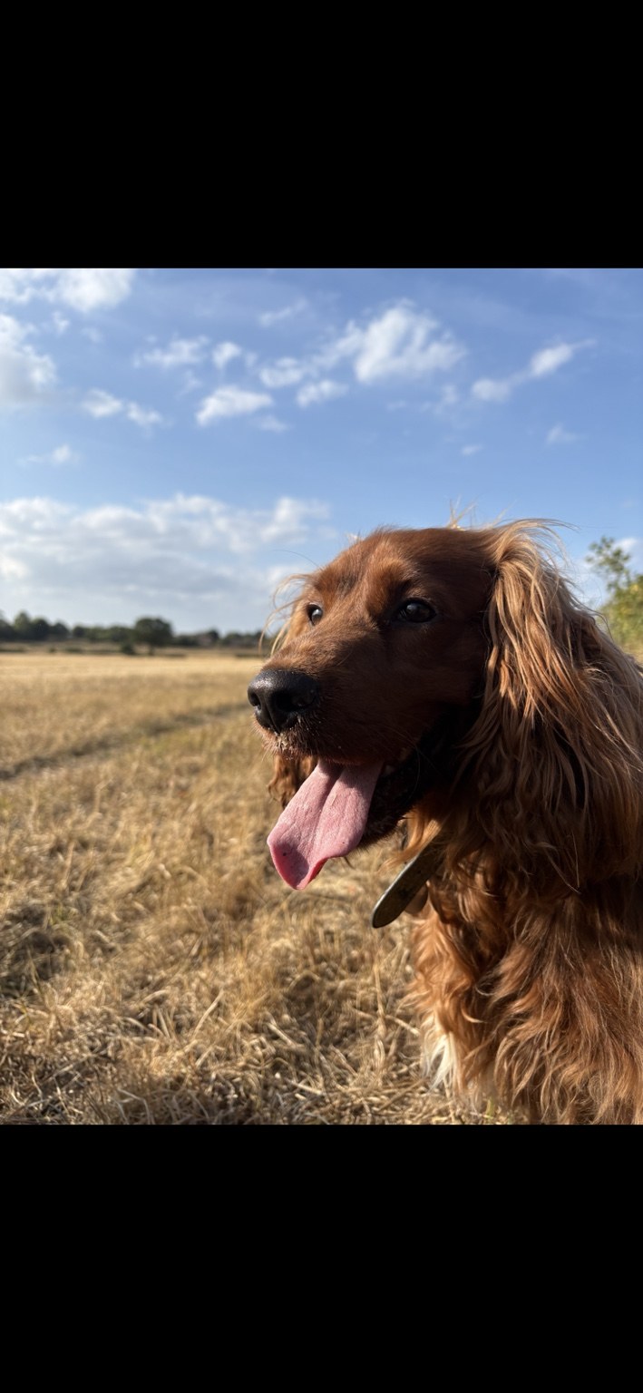 Black dog enjoying time outdoors